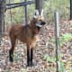 the-prettiest-animals-never-known