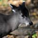 The male Tufted Deer, complete with fangs.