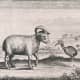 Dodo, one-horned sheep, and Mauritius Red Hen,  1617.