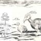 Labelled sketch showing a Broad-billed Parrot, a Hen, and a Dodo