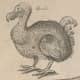 Dodo, from copper plate in John Ray, The ornithology of Francis Willughby, 1678, cropped from plate