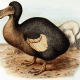 Frederick William's restoration from Rothschild's 1907 book Extinct Birds