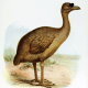 Rodrigues Solitaire the closest genetic relative of Dodo , which is also extinct