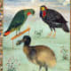 Dodo among Indian birds, by Ustad Mansur, 1625