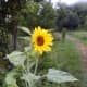 kangra-the-patriotic-folk-songs