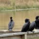Neotropic Cormorants