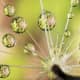 Christopher Talbot Frank - Dandelion