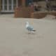 A Seagull at Sandbanks Pavilion enjoying sand blown in front of some beach huts.