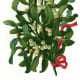 Vintage Christmas mistletoe clip art