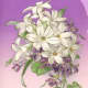 Vintage Easter card: White and purple flowers "Welcome Easter Morning"