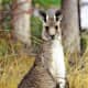 Kangaroo