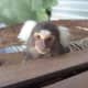 top-30-cutest-animals-in-the-world