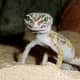 top-30-cutest-animals-in-the-world