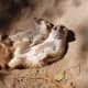 top-30-cutest-animals-in-the-world