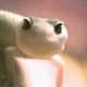 top-30-cutest-animals-in-the-world