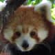 top-30-cutest-animals-in-the-world