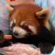 top-30-cutest-animals-in-the-world
