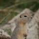 top-30-cutest-animals-in-the-world