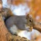 top-30-cutest-animals-in-the-world