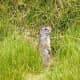 top-30-cutest-animals-in-the-world
