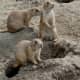 top-30-cutest-animals-in-the-world