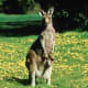 top-30-cutest-animals-in-the-world