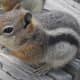 top-30-cutest-animals-in-the-world