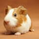 top-30-cutest-animals-in-the-world