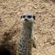 top-30-cutest-animals-in-the-world
