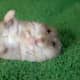 top-30-cutest-animals-in-the-world