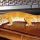top-30-cutest-animals-in-the-world