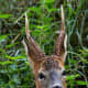top-30-cutest-animals-in-the-world