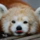 top-30-cutest-animals-in-the-world