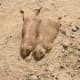 top-30-cutest-animals-in-the-world
