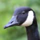 top-30-cutest-animals-in-the-world