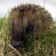 top-30-cutest-animals-in-the-world