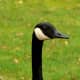 top-30-cutest-animals-in-the-world