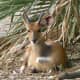 top-30-cutest-animals-in-the-world
