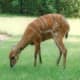 top-30-cutest-animals-in-the-world