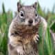 top-30-cutest-animals-in-the-world