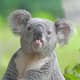 top-30-cutest-animals-in-the-world