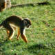 top-30-cutest-animals-in-the-world