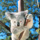 top-30-cutest-animals-in-the-world