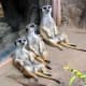 top-30-cutest-animals-in-the-world