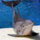 top-30-cutest-animals-in-the-world