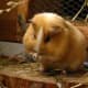 top-30-cutest-animals-in-the-world