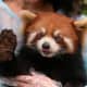 top-30-cutest-animals-in-the-world