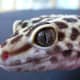 top-30-cutest-animals-in-the-world