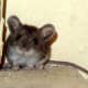 top-30-cutest-animals-in-the-world
