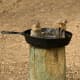 top-30-cutest-animals-in-the-world